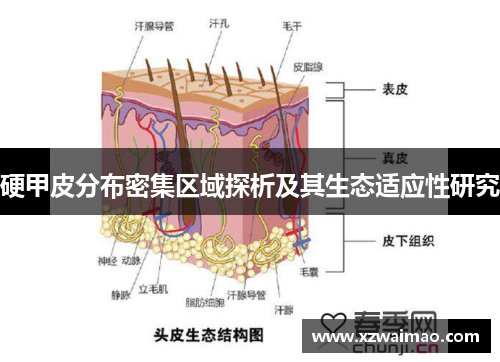 硬甲皮分布密集区域探析及其生态适应性研究